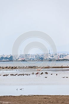A flock of beautiful pink flamingos walking on the beach of Alexandroupolis Evros Greece near to Delta Evros National Park, winter