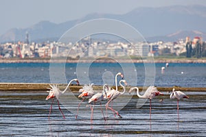 A flock of beautiful pink flamingos walking on the beach of Alexandroupolis Evros Greece near to Delta Evros National Park, winter