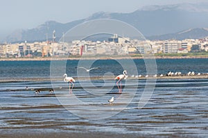 A flock of beautiful pink flamingos walking on the beach of Alexandroupolis Evros Greece near to Delta Evros National Park, winter