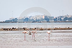 A flock of beautiful pink flamingos walking on the beach of Alexandroupolis Evros Greece near to Delta Evros National Park, winter