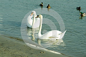 Flock of beautiful white mute swans swim in the blue water surrounded by ducks selective focus