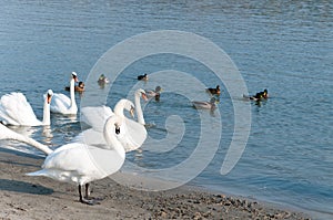 Flock of beautiful white mute swans swim in the blue water surrounded by ducks selective focus