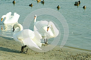 Flock of beautiful white mute swans swim in the blue water surrounded by ducks selective focus