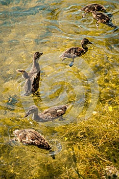 A flock of beautiful wild water ducklings with beaks and wings swim and dive in the pond.