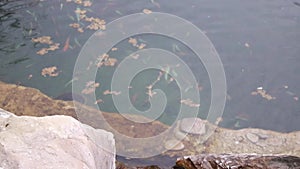 flock of big colorful fish swim in water - river or lake. top view