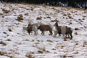 Flock of bighorn sheep