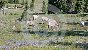 A flock of bighorn sheep ewes grazing on mt washburn in yellowstone