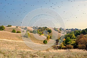 The flock of the bird circles above the sand dunes