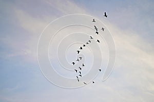 A flock of bird fly on the sky in bullish duck fly theory concept in stock market business photo
