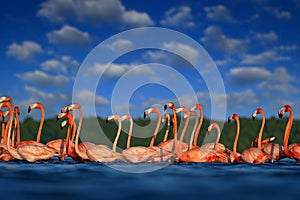 Flock of bird in the river sea water, with dark blue sky with clouds. Flamingos, Mexico wildlife. American flamingo,