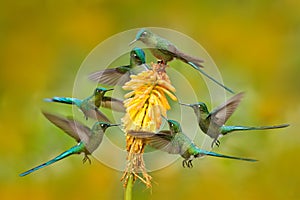 Flock of bird sucking nectar from yellow flower. Hummingbird Long-tailed Sylph eating nectar from beautiful yellow bloom in Ecuado