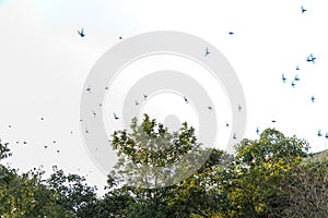 Flock of bird swallows over white background sky and green trees texture photo