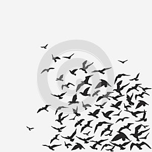 FLOCK OF BIRDS photo