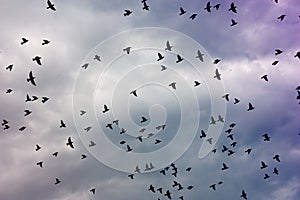 Flock of birds photo