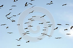 Flock of birds