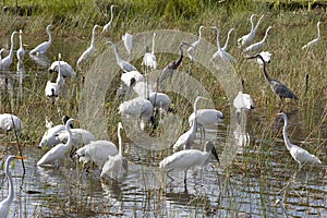 Flock of Birds