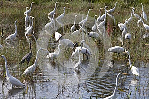 Flock of Birds