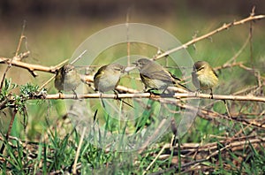 Flock of birds