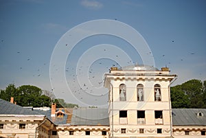 Flock of birds above the castle