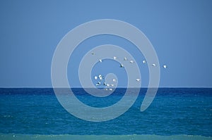 A flock of birds above the sea, Liguria