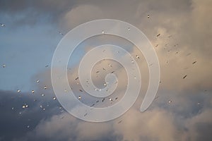 A flock of birds against a background of clouds and sky