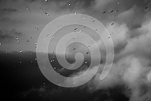 A flock of birds against a background of clouds and sky