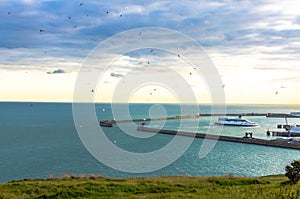 Flock of birds as a ferry arrives at the port of Dover