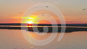 A flock of birds on the background of colorful sky. Sunset on the river. Island of gulls. Birds fly at sunset, aerial