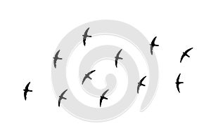 Flock of birds backlit isolate