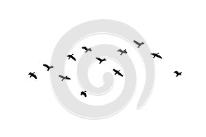 flock of birds backlit isolate