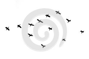 flock of birds backlit isolate