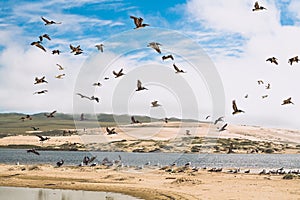 Flock of birds on the beach. Colony of seagulls and brown pelicans.