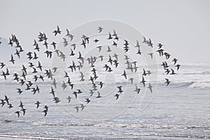 A Flock of Birds on the Beach in the Fog