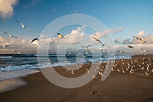 Flock of birds on the beach at sunset, California