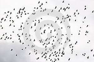 Flock of birds with black silhouette flying on the sky