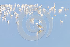 Flock of birds on the blue lake in golden light at sunset