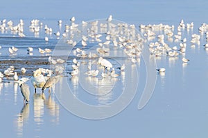 Flock of birds on the blue lake in golden light at sunset