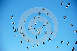 Flock of birds on a blue sky