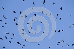 Flock of birds in a blue sky