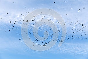 Flock of birds at blue sky