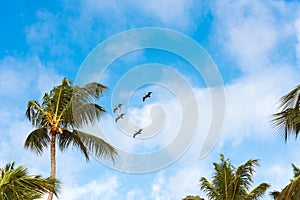 A flock of birds in the blue sky in Punta Cana, La Altagracia, Dominican Republic. Copy space for text.