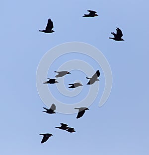 A flock of birds in the blue sky sunset