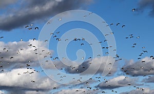 Flock of birds in blue sky with white clouds.