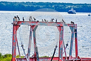 Flock of Birds, Boat Pulley, Door County, Wisconsin