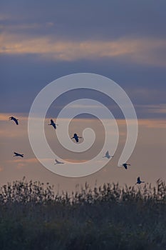 Flock of birds, Common Crane, migration in Hortobagy National Park, UNESCO World Heritage Site, Puszta is one of largest meadow