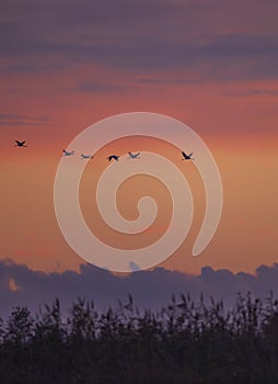 Flock of birds, Common Crane, migration in Hortobagy National Park, UNESCO World Heritage Site, Puszta is one of largest meadow