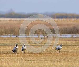 Flock of birds, Common Crane, migration in Hortobagy National Park, UNESCO World Heritage Site, Puszta is one of largest meadow