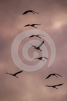 Flock of birds, Common Crane, migration in Hortobagy National Park, UNESCO World Heritage Site, Puszta is one of largest meadow