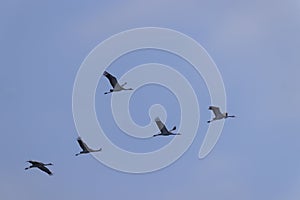 Flock of birds, Common Crane, migration in Hortobagy National Park, UNESCO World Heritage Site, Puszta is one of largest meadow