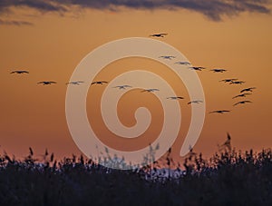 Flock of birds, Common Crane, migration in Hortobagy National Park, UNESCO World Heritage Site, Puszta is one of largest meadow
